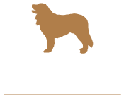 Bergleerson Leonbergers Leonberger Breeders Sheffield South Yorkshire England